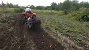 копка картофеля минитрактором и картофелекопалкой