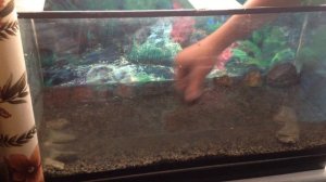 Оформление и запуск аквариума Первый запуск аквариума