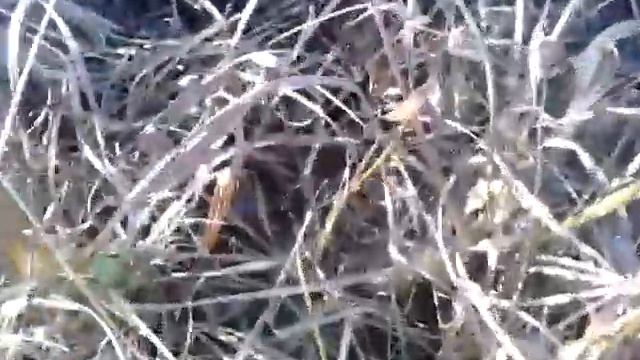 Дмитрий Максутов на рыбалке поймал огромную щуку смотреть онлайн