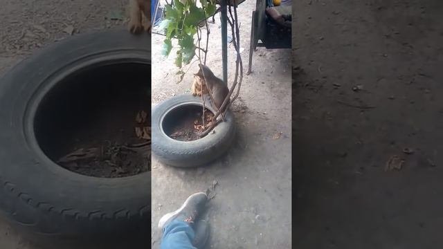 Пидбуль рвет кошку жесть!!!!