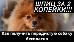 Шпиц Бесплатно, или Шпиц в Добрые Руки. Шпиц Недорого!