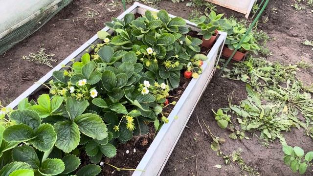 Трудовые будни и немного о клубнике. смотреть онлайн