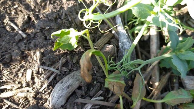 Горох після обробки гербіцидом Базагран М смотреть онлайн