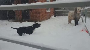 Лошади играют с собаками.