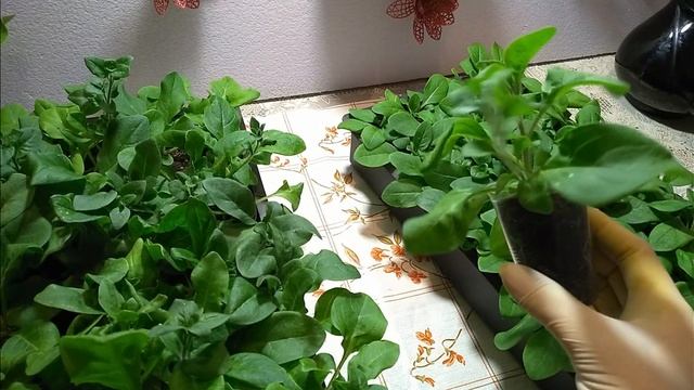 Петуния, январская рассада или один месяц от всходов. смотреть онлайн