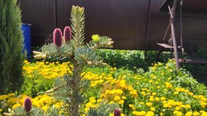 Пихта одноцветная Компакта. Шишки. Abies concolor Compacta