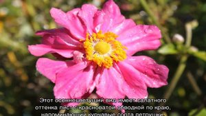 Анемона японская