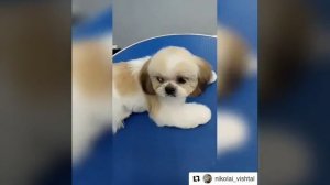 Первая стрижка у щенка ши тцу.