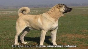 Самые сильные собаки в мире: топ-10