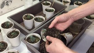 Черенки голубой ели через 4 месяца. Пересадка.