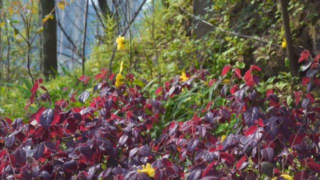 Прогулка в парке Цай Юнь Ху/彩云湖/ Cai Yun Hu Park смотреть онлайн