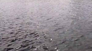 Mercury 2.5 + Dingo 29F