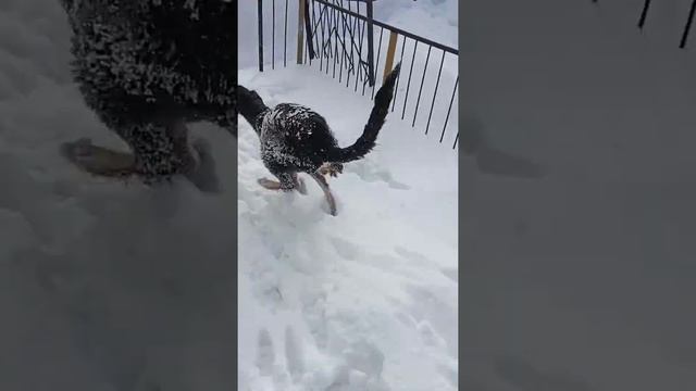 Салюки. Последние зимние деньки. Персидская борзая в Сибири