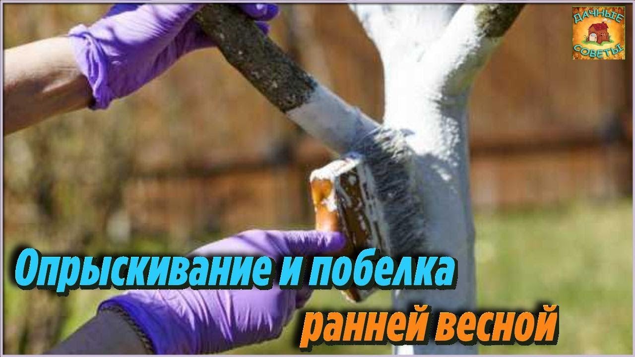 Опрыскивание и побелка плодовых деревьев ранней весной Дачные советы и .