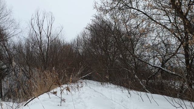 Ловля певчих птиц. Снегири и чижи. Catching songbirds. Bullfinches and siskins. смотреть онлайн