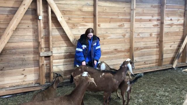 ДЕТИ ФЕРМЕРЫ! КАКОЙ БИЗНЕС САМЫЙ ВЫГОДНЫЙ? ОПЯТЬ РЕМОНТ НА ФЕРМЕ?! СТРОЙКА! ЖИЗНЬ В ДЕРЕВНЕ! смотреть онлайн