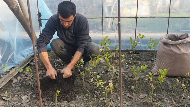 шинонидани киви 🥝 дар точикистон смотреть онлайн