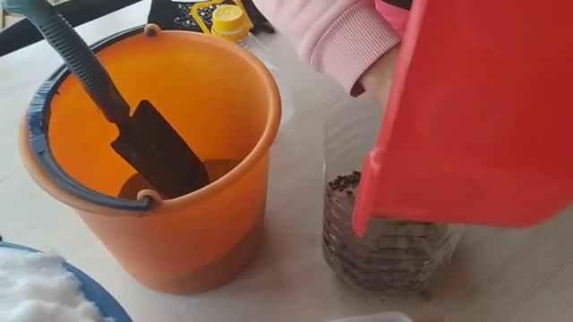 Посадка кедровой сосны (