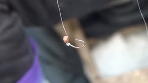 Зимняя рыбалка на реке Кема. форель, кунжа, ленок.