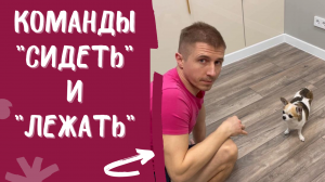 Как научить собаку командам "СИДЕТЬ" и "ЛЕЖАТЬ"