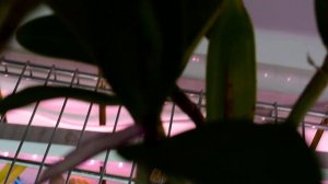 Сattleya Tian Mu 'Sesame'