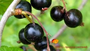 Смородина черная Грация (ribes nigrum) ? смородина Грация обзор: как сажать саженцы смородины Граци