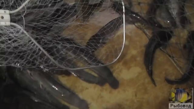 Как растёт рыба на нашем корме ! How does the fish grow on our feed смотреть онлайн