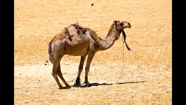 Лудуб Очиров. Плач осиротевшего Верблюжонка. смотреть онлайн