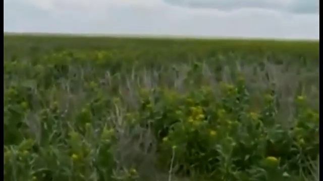 Чимкент Казахстан  Репрессии