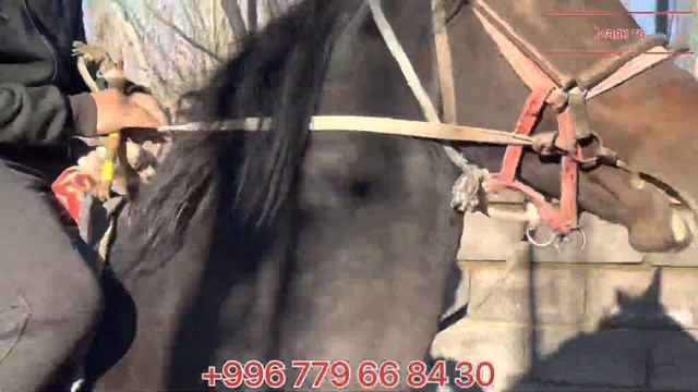 Папан / Рост 1.70 / Дыйкандын аты эфирде 🐴🐴🐎🐎 смотреть онлайн