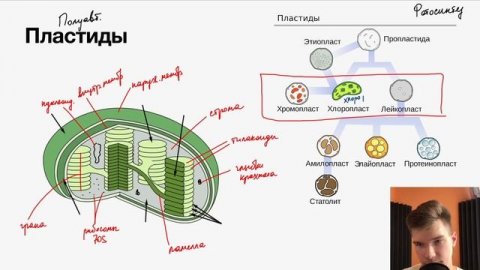 2.34. Хлоропласты, хромопласты и лейкопласты | Цитология к ЕГЭ | Георгий Мишуровский