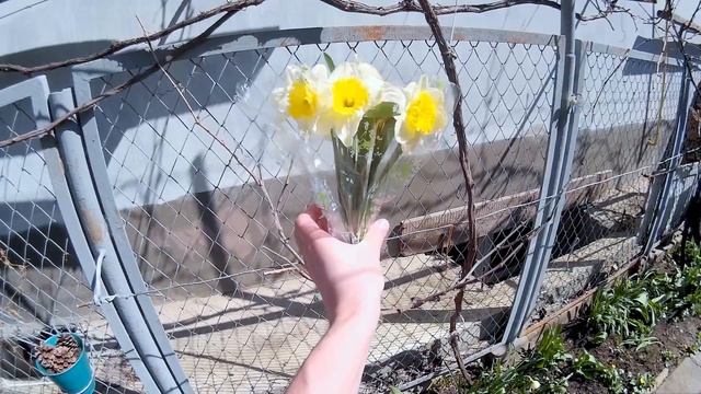 Очаровательный букет из желтых цветов нарциссов. Желтые нарциссы, собранные в аккуратный букетик