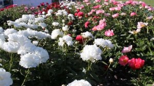 Snow Princess | R2 Flowers BV | Peonies