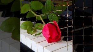 РОМАШКИ ,  РОЗЫ ,  ВАСИЛКИ.