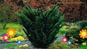 Можжевельник китайский Блаув. Краткий обзор, описание характеристик juniperus chinensis Blaauw