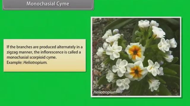 Morphology of Flowering Plants Inflorescence смотреть онлайн