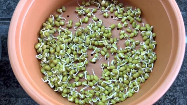 Как проращивать бобовые и зерновые в любых условиях смотреть онлайн