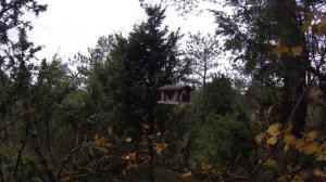 Bird Watching Autumn... Наблюдение за птичками осенью...