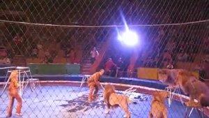 Львы на кинулись на людей в Казанском цирке