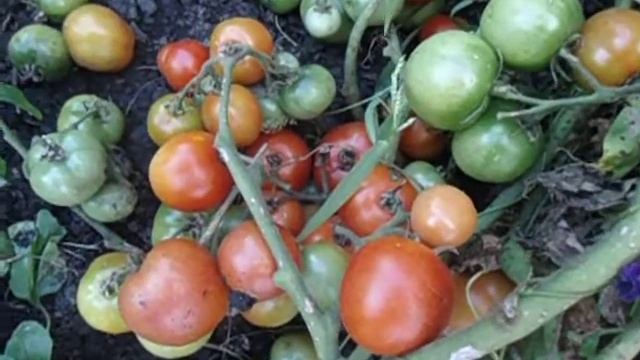 УЛЬТРАСКОРОСПЕЛЫЙ  - СОРТ ТОМАТА ДЛЯ ПОЛУЧЕНИЯ РАННЕГО УРОЖАЯ  Ольга Чернова