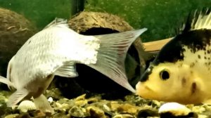 Запустил карася в аквариум к цихлидам