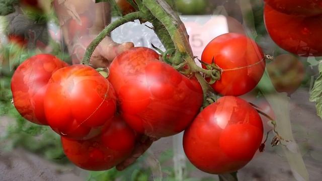 ТОМАТ БОЛЬШАЯ МАМОЧКА сладкие мясистые плоды. Ранний детерминантный томат. Гавриш.