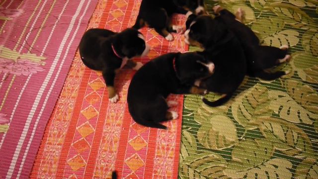 Грозный бушик...2,5 недель от роду))) смотреть онлайн