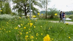 красивая природа лета