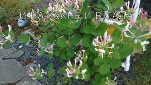 Жимолость каприфоль. Многолетняя ароматная лиана. Аромат на весь сад.