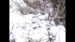 Застряли в болоте