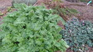 Цветущие цикламены. Ботанический сад, г. Орхус, Дания. 21 янв. 2022