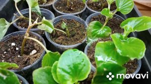 Обзор растений в квартире