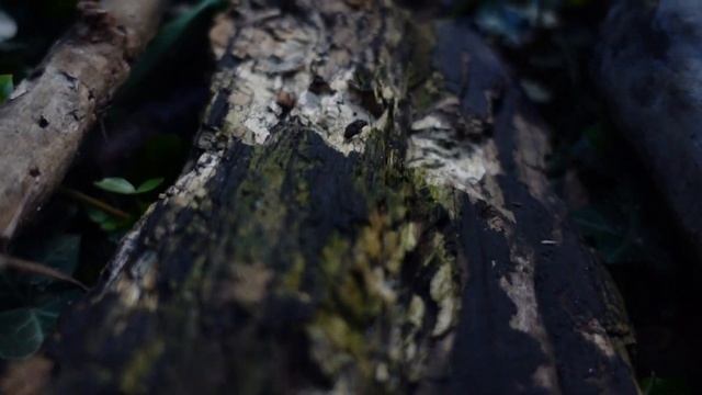 Sony ZV1 Quick Test: Bright Sun, Nature, Macro Shots & Cinematic B Roll Edit смотреть онлайн