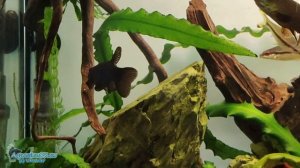 Почему линь может жить в тепловодном аквариуме?